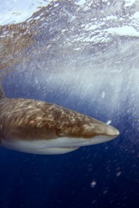 Carcharhinus galapagensis at surface small