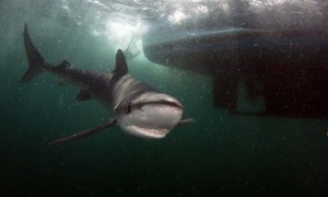 Prionace glauca and boat small