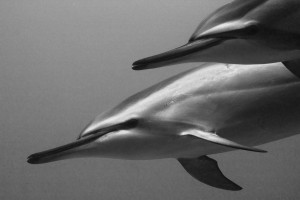 Stenella longirostris portrait BW small