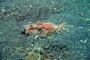 Inimicus didactylus (Devil Scorpionfish)