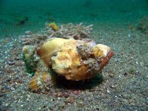 Humpback Scorpionfish
