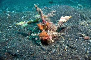 Inimicus didactylus (Devil Scorpionfish) in Lembeh Straits, Sulawesi