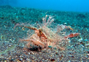 Pteroidichthys amboinensis (Ambon Scorpionfish), about 4cm in size