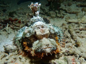 Very large Tassled Scorpionfish (Scorpaenopsis oxycephala) taken during a night dive in Menjangan Island, Bali