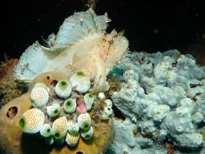 Taenianotus triacanthus (Leafy Scorpionfish)