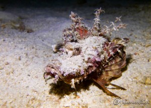 Inimicus didactylus in Tenggol Island, Terengganu