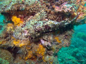 Tassled Scorpionfish (Scorpaenopsis oxycephala)