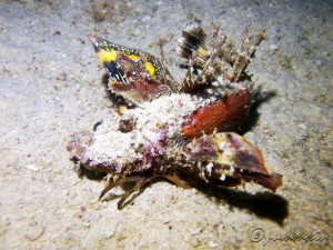 Inimicus didactylus (Devil Scorpionfish), Tenggol Island, Terengganu