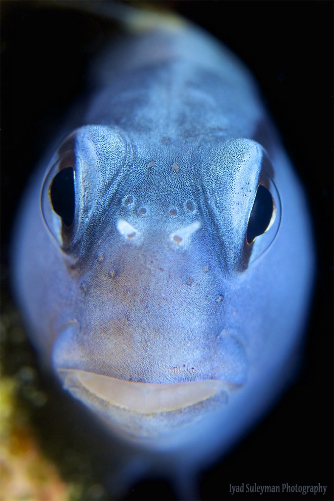 Iyad Suleyman // Blenny Portrait, taken with Nikon D800e, AF-S Micro-Nikkor 60mm lens, SubSee +10; Camera settings: ISO125, f/13, 1/160s 