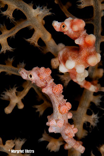 Margriet Tilstra // Two Pygmy seahorses taken with D80 + Nikon 105mm f/2.8.