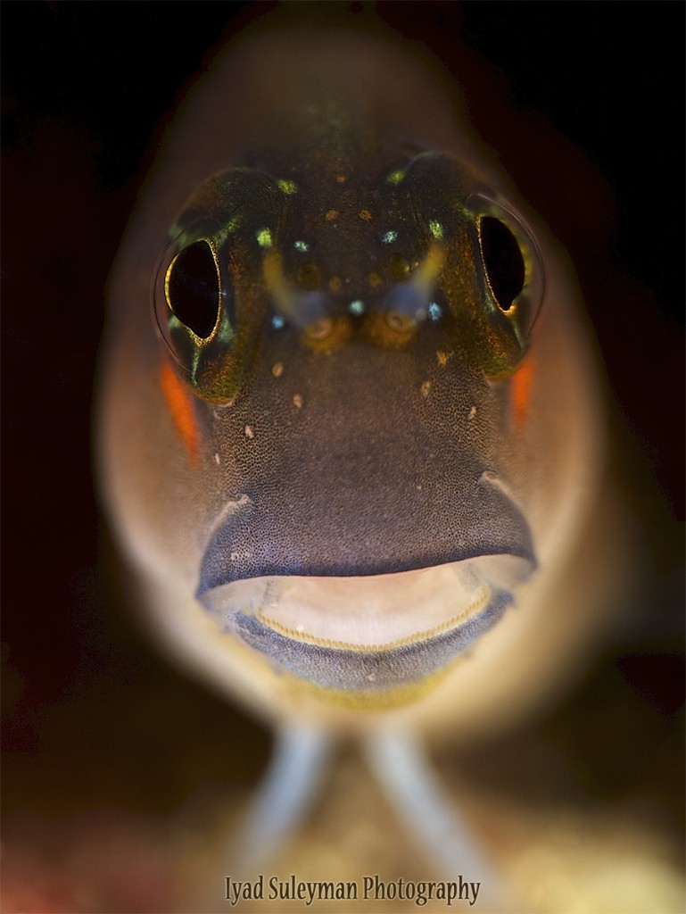 Iyad Suleyman // Blenny Portrait, taken with Nikon D3s, Sigma 150mm lens, +10SubSee and +5 SubSee; Camera settings: ISO100, f/20, 1/200s 