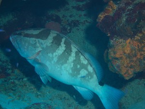 This Grouper fill my 14mm lens but still too far away for flash fill