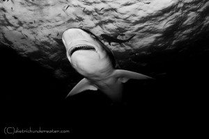 Copyright - Craig Dietrich