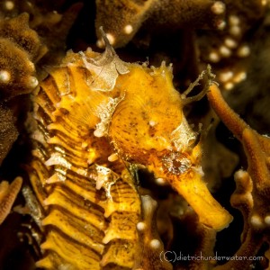 Copyright - Craig Dietrich