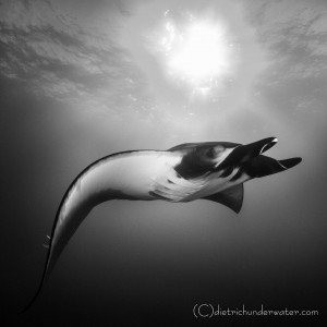 Copyright - Craig Dietrich