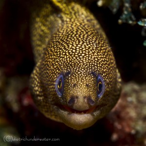 Copyright - Craig Dietrich