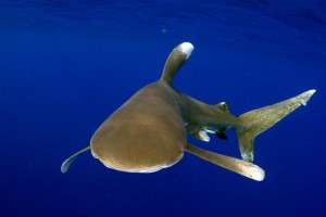 Carcharhinus longimanus - A select few sharks are photogenic without some kind of attractant.  Oceanic whitetips are characteristically bold and make for very photogenic subjects.  It is difficult to miss a shot when the animal’s nose is resting on your dome port.