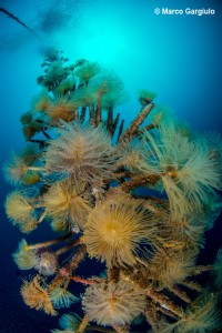 © Marco Gargiulo / Tubeworm Tree, Marina Grande di Sorrento