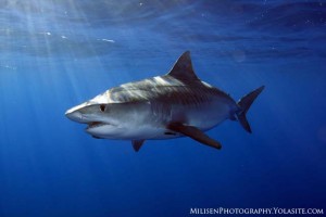 Galeocerda cuvier - Tiger sharks are both incredibly majestic and characteristically shy.  The only reliable way to approach these animals is with bait, in this case, naturally occurring bait as this tiger shark was found feeding on a floating pig carcass.