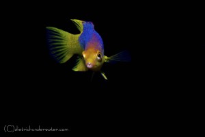 Copyright - Craig Dietrich