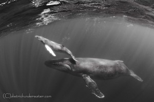 Copyright - Craig Dietrich