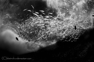 Copyright - Craig Dietrich