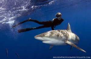 Ocean and Galapagos - One way to highlight the more docile side of sharks is by posing them with an experienced shark diver in frame.