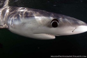Prionace glauca - Shark dives will get you close.  This blue shark left some dome port scratches behind that served as little reminders of our time together.