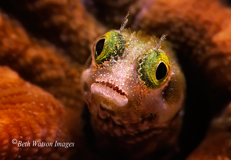 © Beth Watson | Bonaire, Caribbean Netherlands