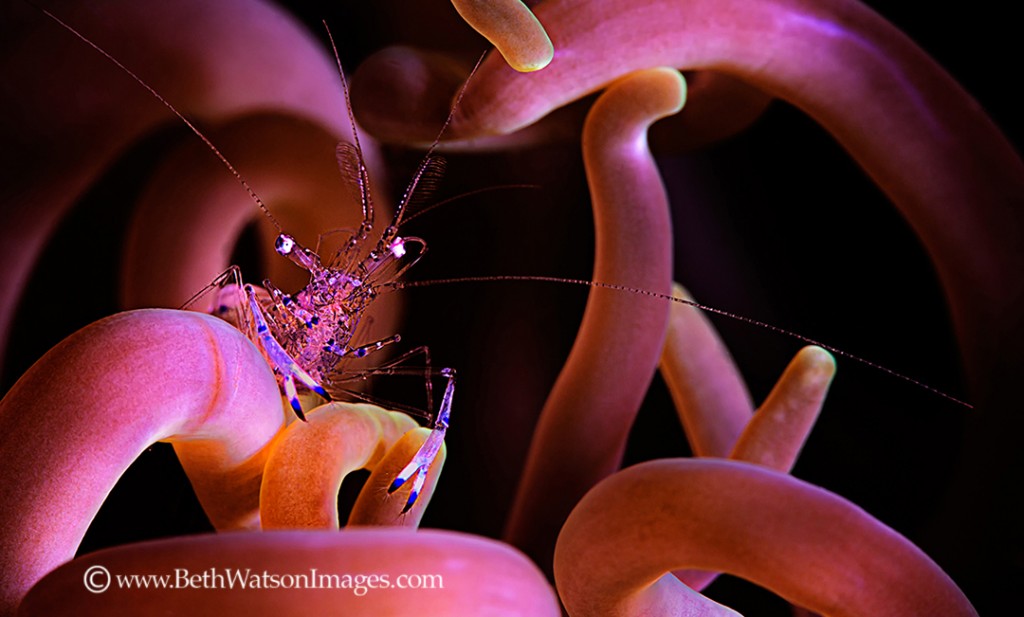© Beth Watson | Delicate Delight, Puerto Galera, Philippines