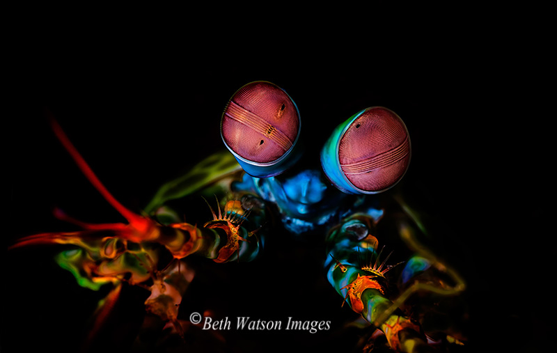 © Beth Watson | Extraordinary Eyes, Puerto Galera, Philippines