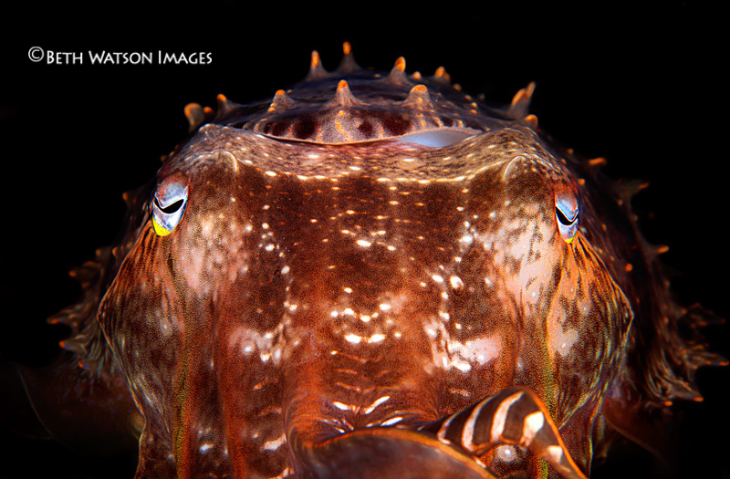 © Beth Watson | Face to Face, Komodo, Indonesia