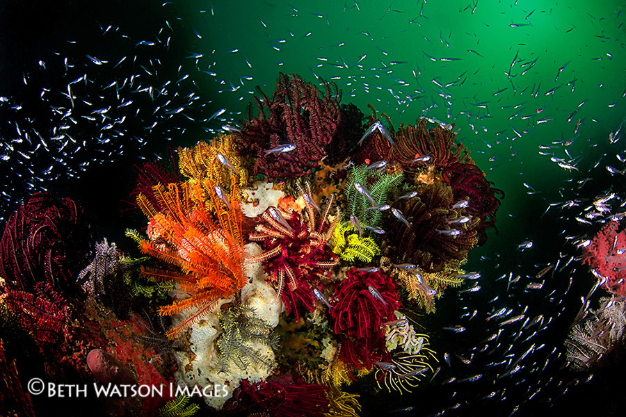 © Beth Watson | Indonesian Treasure, Komodo, Indonesia
