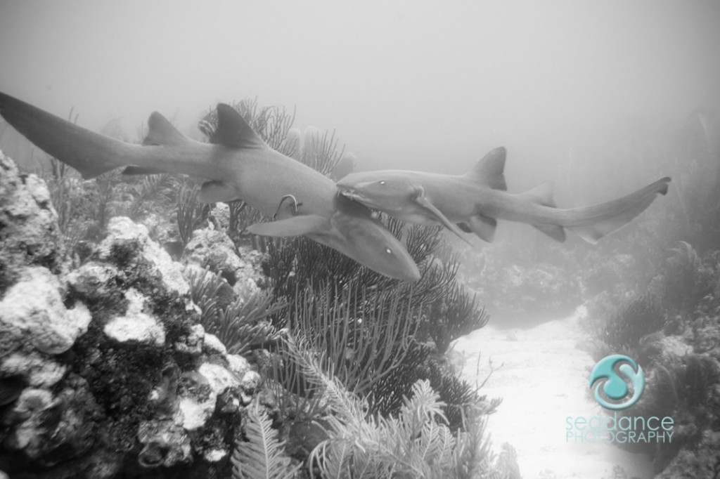 © Lisa Graham | Nurse Sharks Belize