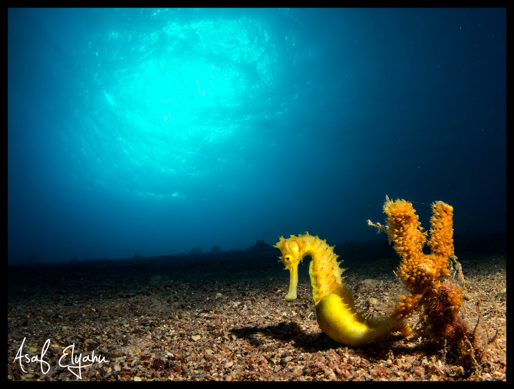 © Asaf Elyahu | Eilat, Israel
