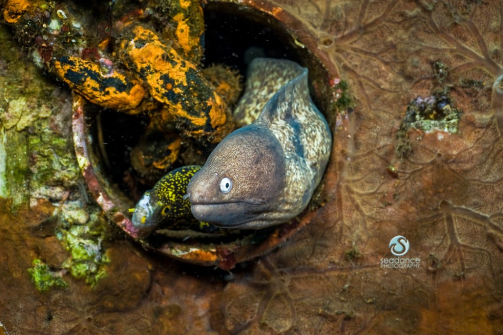 © Lisa Graham | Moray Eel Indonesia