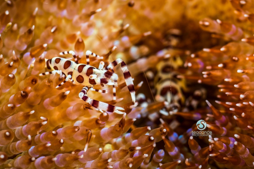 © Lisa Graham | Shrimp on Anenome Indonesia