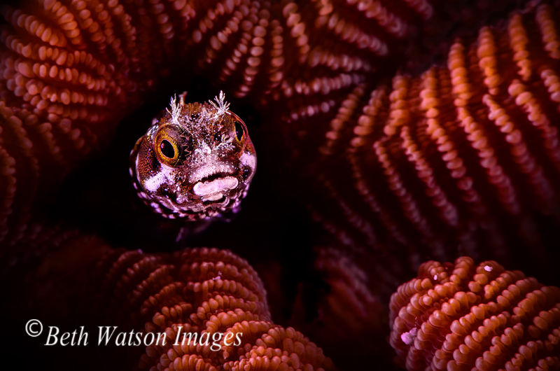 © Beth Watson | Small World, Bonaire, Caribbean Netherlands