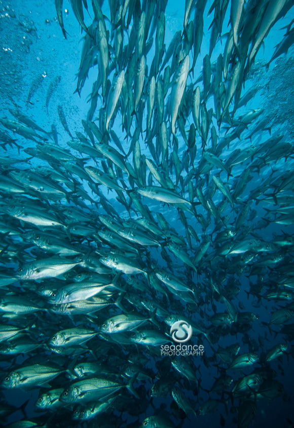 © Lisa Graham | Snapper School Indonesia 1