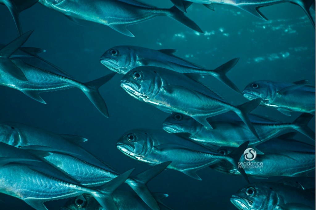 © Lisa Graham | Snapper School Indonesia