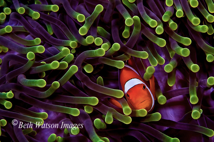 © Beth Watson | Splendid Host, Wakatobi, Indonesia