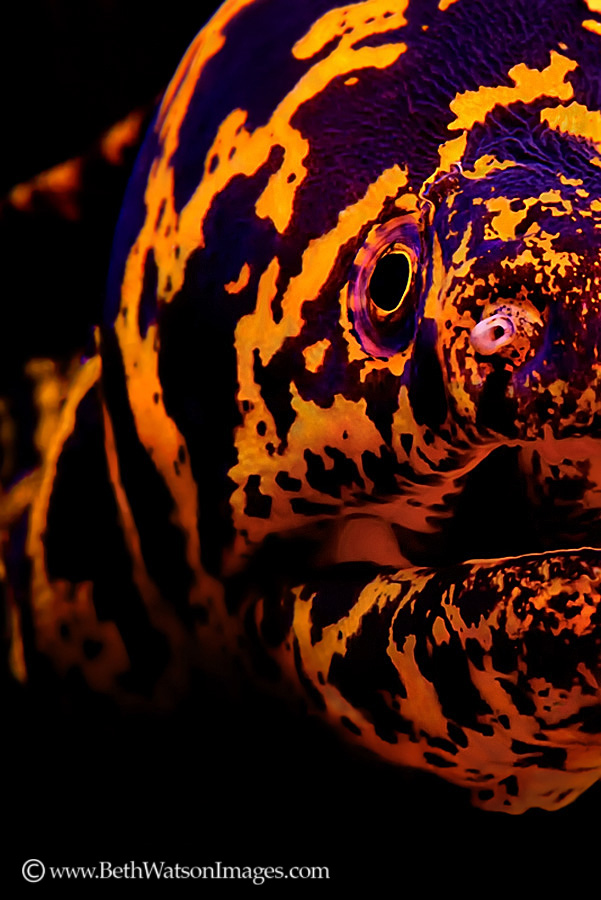 © Beth Watson | The Intimidator, Bonaire, Caribbean Netherlands