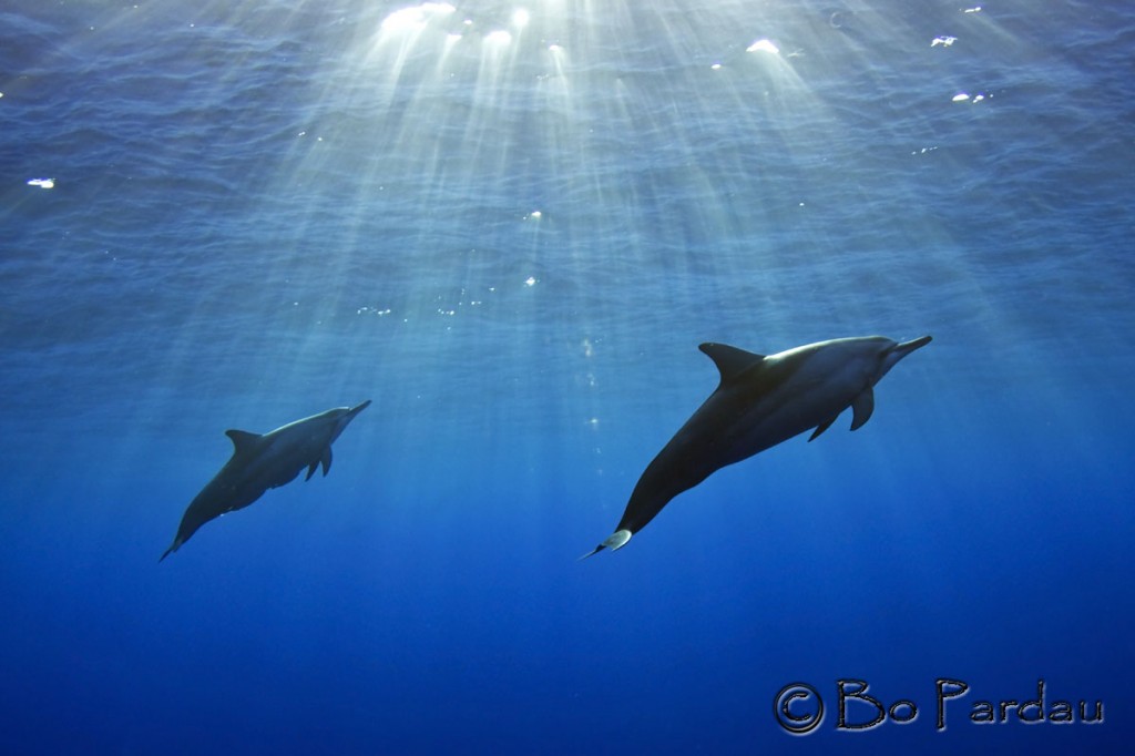 © Bo Pardau | Kona, Hawaii