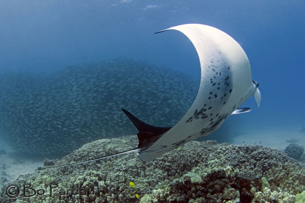 © Bo Pardau | Kona, Hawaii