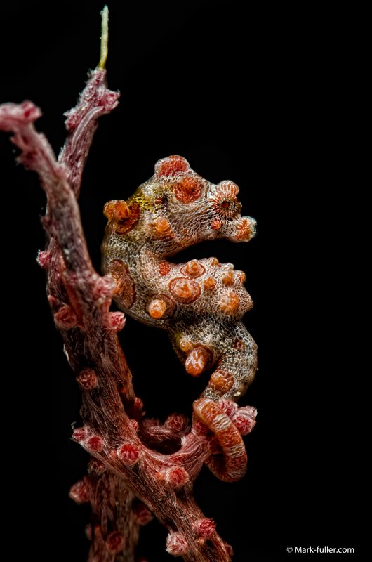 © Mark Fuller | Pygmy seahorse portrait.