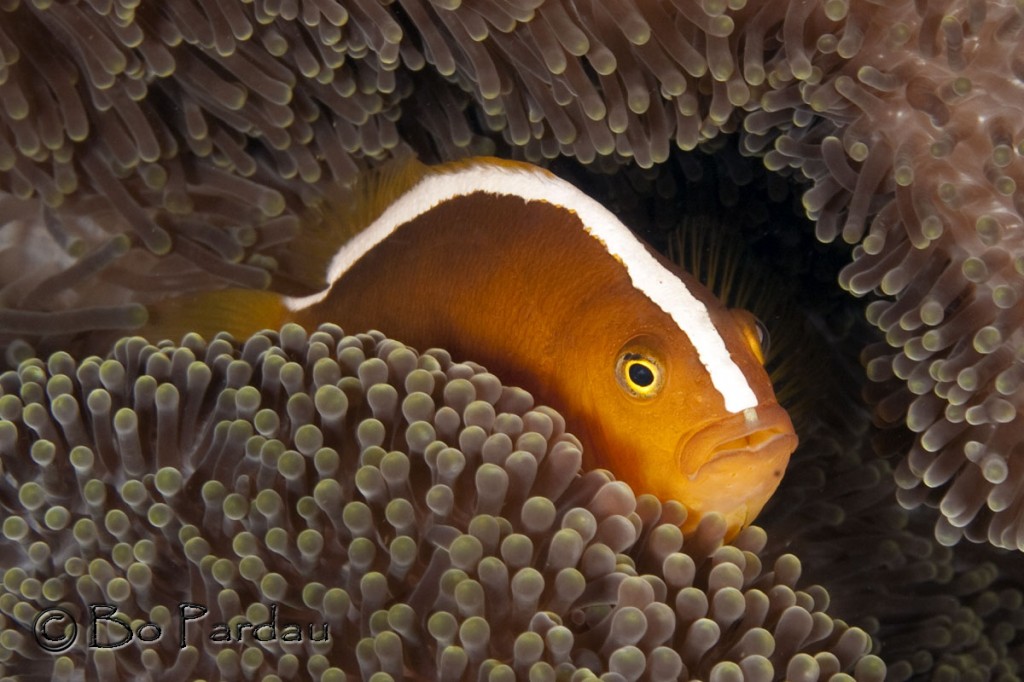 © Bo Pardau | The Philippines