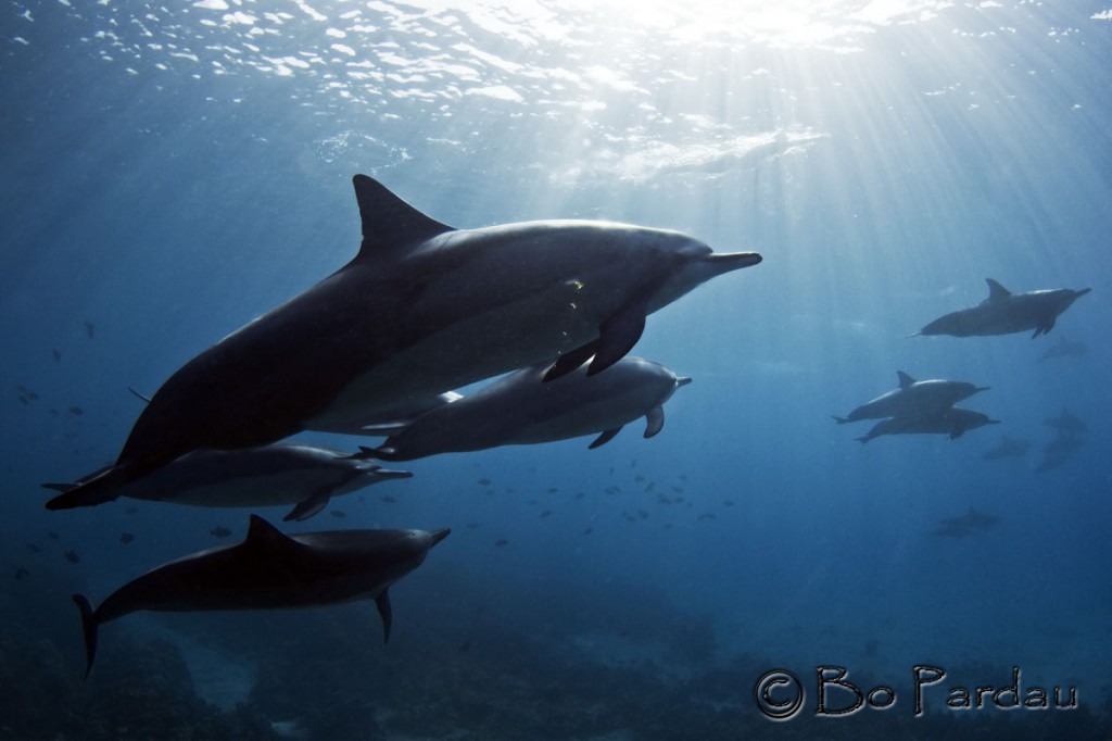 © Bo Pardau | Kona, Hawaii