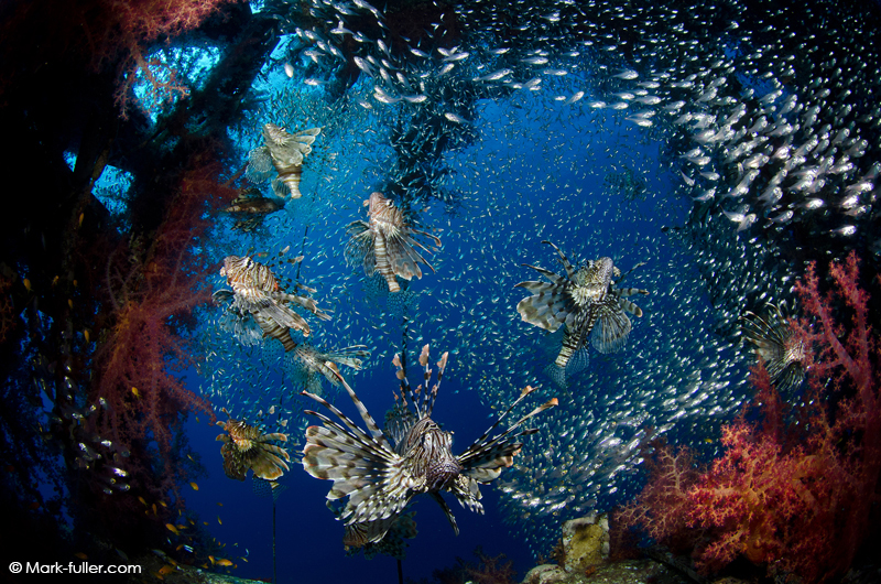 © Mark Fuller | Multiple Lion fish hunting the hundreds of glass fish.
