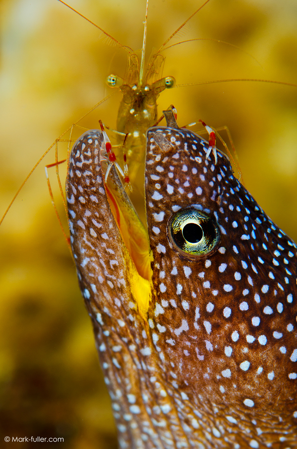 © Mark Fuller | Cleaner shrimp gives a baby moray eel a scrubbing.