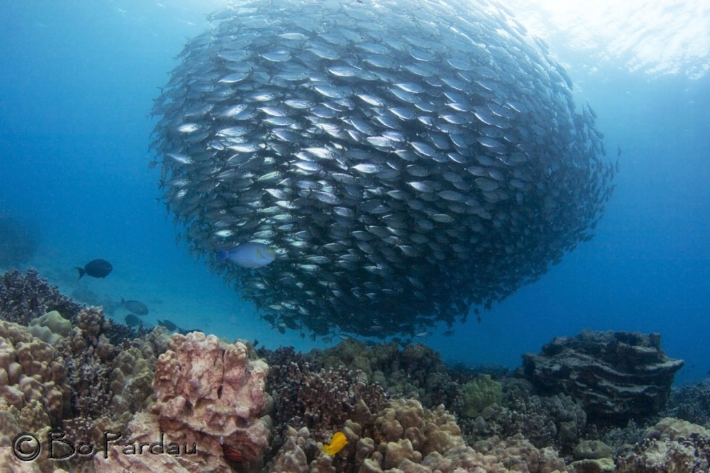 © Bo Pardau | Kona, Hawaii